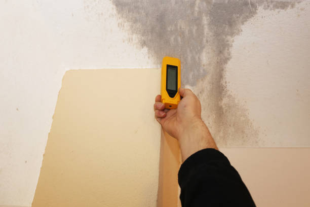 Mold Odor Removal Services in Santa Ana Pueblo, NM