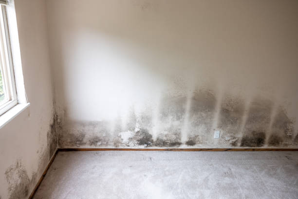 Mold Removal for HVAC Installations in Santa Ana Pueblo, NM